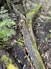 Psathyrella fuscifolia