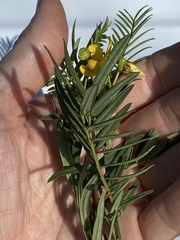 Senna aciphylla