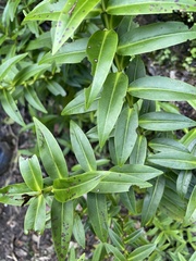 Veronica ligustrifolia