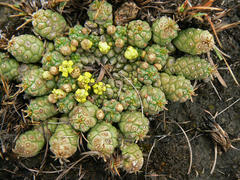 Euphorbia flanaganii