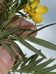 Senna aciphylla