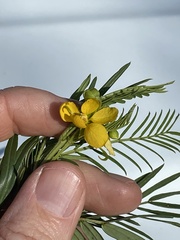 Senna aciphylla