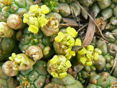 Euphorbia flanaganii