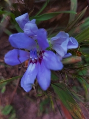 Babiana angustifolia