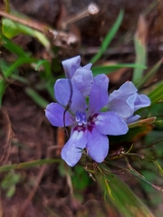Babiana angustifolia