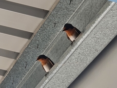 Hirundo neoxena