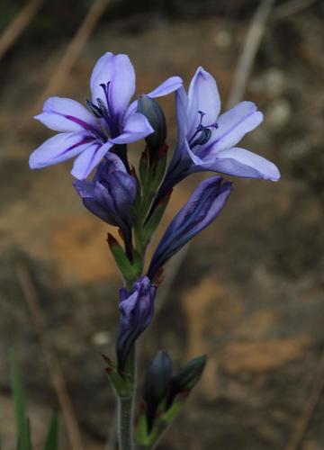 Babiana fragrans