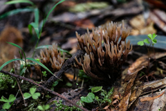 Tremellodendropsidaceae