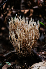 Tremellodendropsidaceae