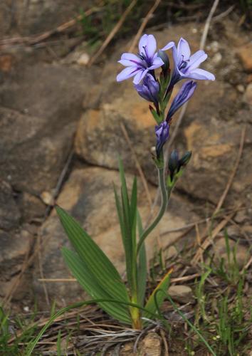 Babiana fragrans