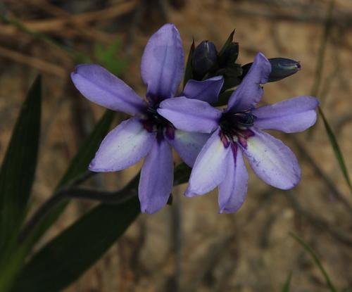 Babiana fragrans
