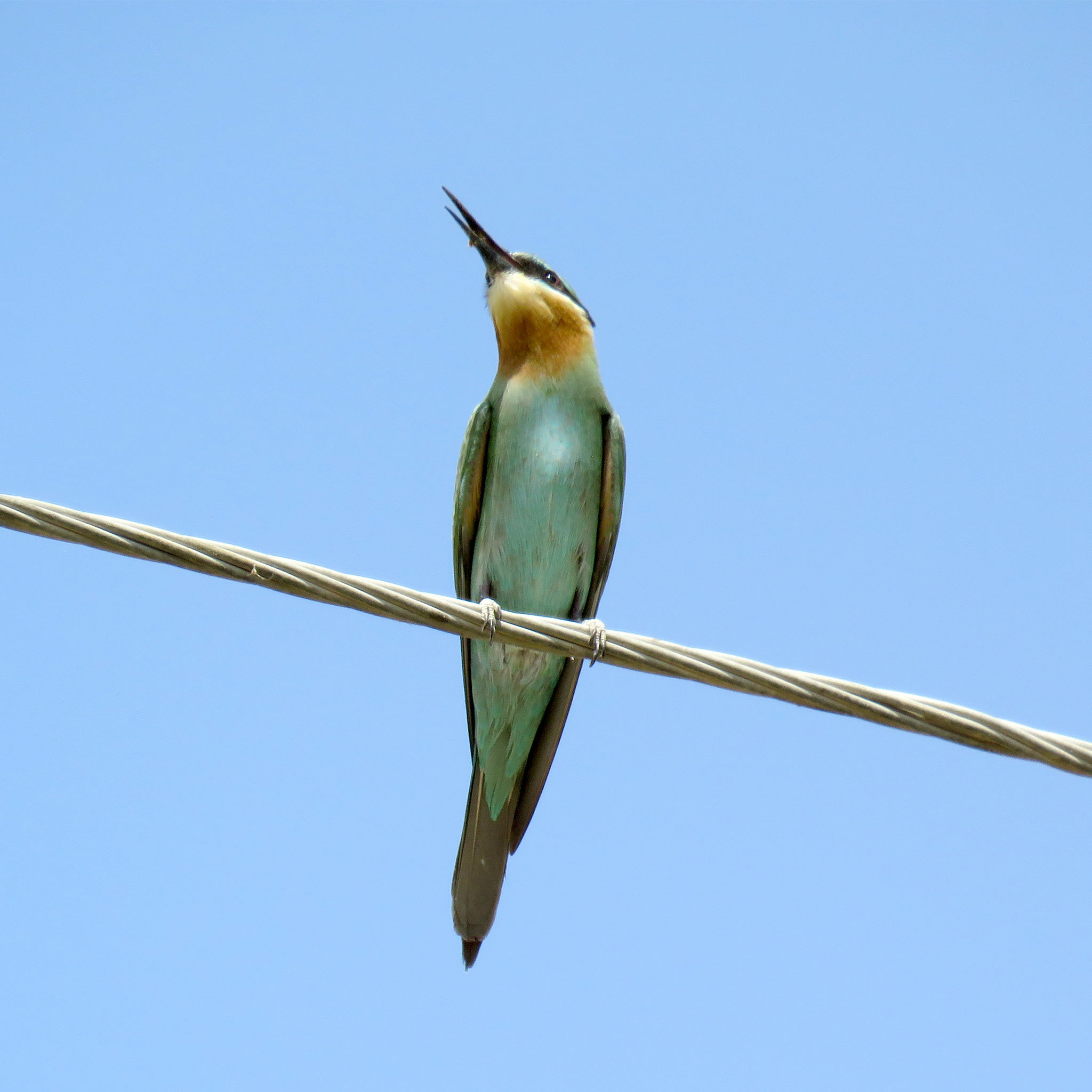 Blue-cheeked Bee-eater