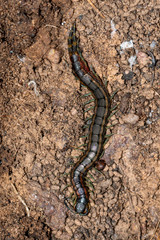 Scolopendra laeta