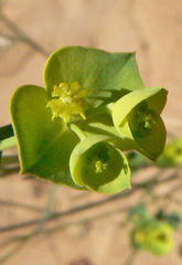 Euphorbia striata