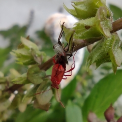 Liorhyssus