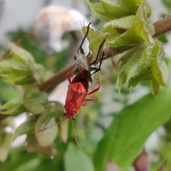 Liorhyssus