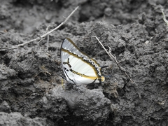 Polyura eudamippus
