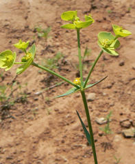 Euphorbia striata