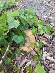 Leccinum scabrum