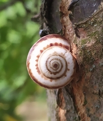 Xeropicta derbentina