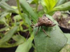 Acanthocoris