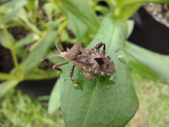 Acanthocoris