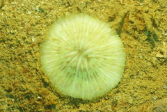 Cycloseris