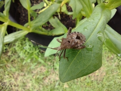 Acanthocoris