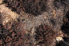 Pronolagus saundersiae