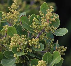 Searsia lucida lucida