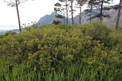 Searsia lucida lucida