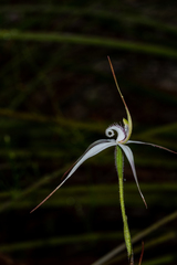 Caladenia rigida