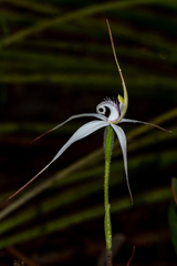 Caladenia rigida