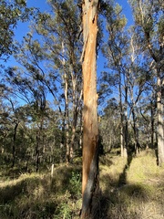 Eucalyptus major