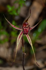 Caladenia reticulata