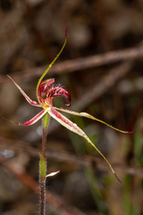Caladenia reticulata