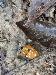 Poecilocoris druraei