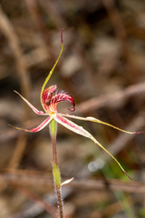 Caladenia reticulata