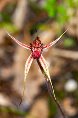 Caladenia reticulata