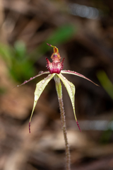 Caladenia reticulata