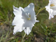 Gladiolus albens