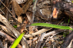 Caladenia reticulata