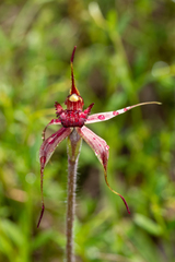Caladenia reticulata