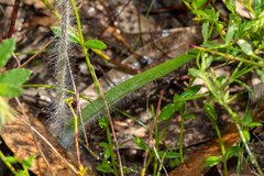Caladenia reticulata