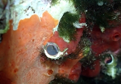 Serpula vermicularis