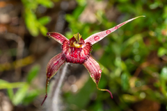 Caladenia reticulata