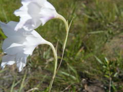 Gladiolus albens