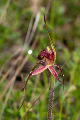 Caladenia reticulata