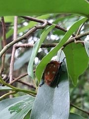 Poecilocoris druraei