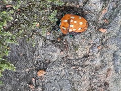 Poecilocoris druraei